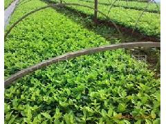 春杜鹃与夏杜鹃 四季花海的种植专家——长沙县跳马镇大成园林绿化苗木场