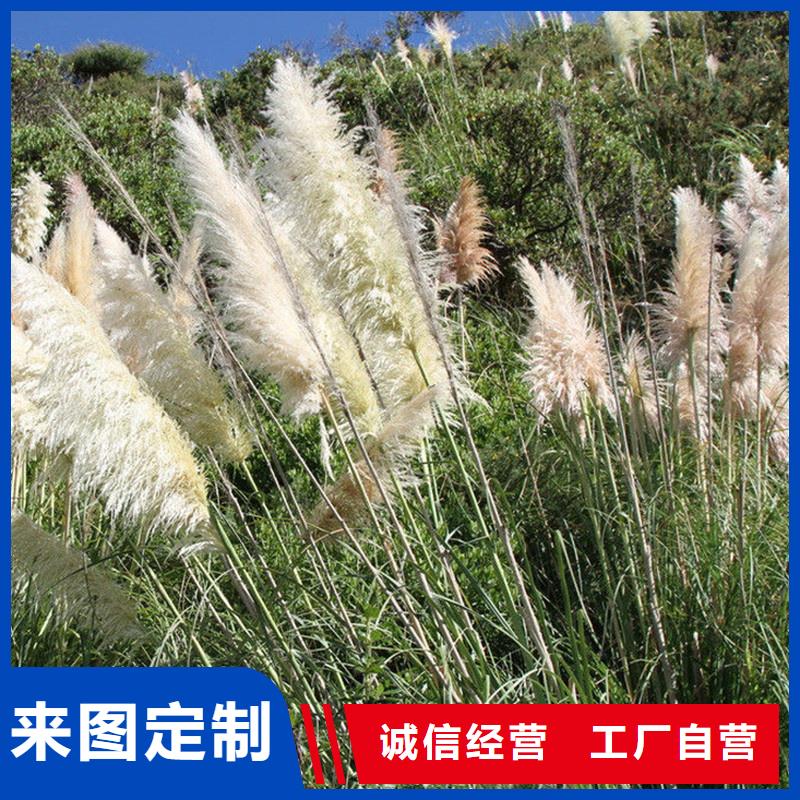 金塔县酒泉芦苇苗芦苇幼苗工厂价格品牌:荷景园林绿化工程-huaer.cc(更新时间:2026-01-10 08:10:40)
