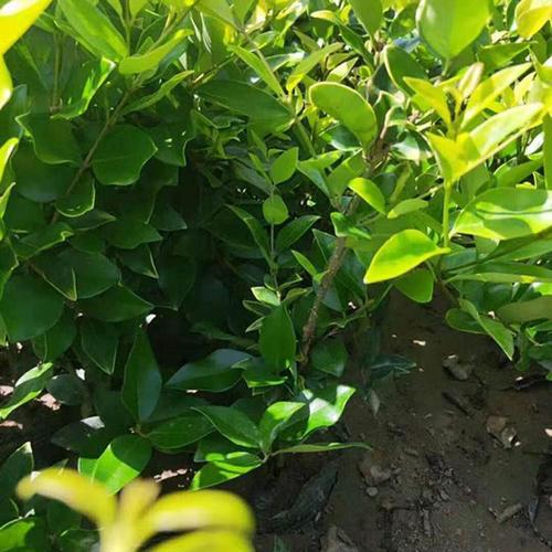 金森女贞基地 地被色块绿化金森女贞 万青园林】价格_批发_厂家_参数
